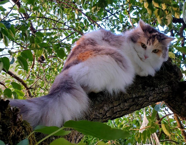 sibirisk katt Gamma