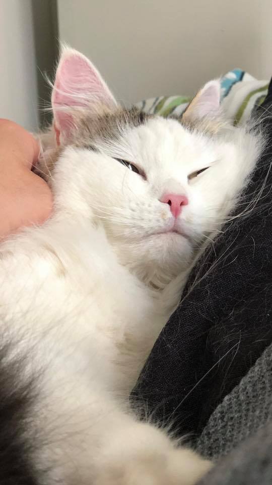 sibirisk katt Castor