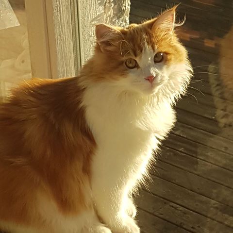 sibirisk katt Rost