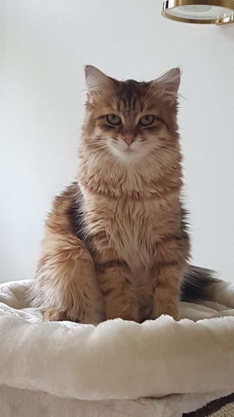 sibirisk katt Quirk