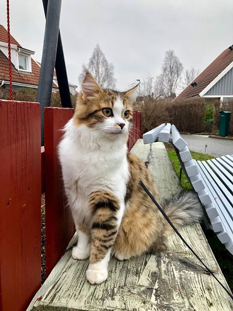 sibirisk katt Ricco
