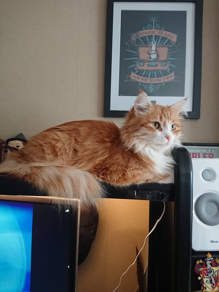 sibirisk katt Gryphon