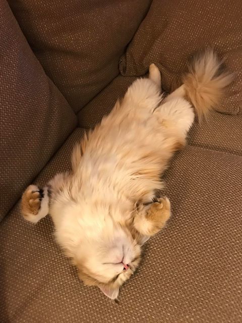 sibirisk katt Quine
