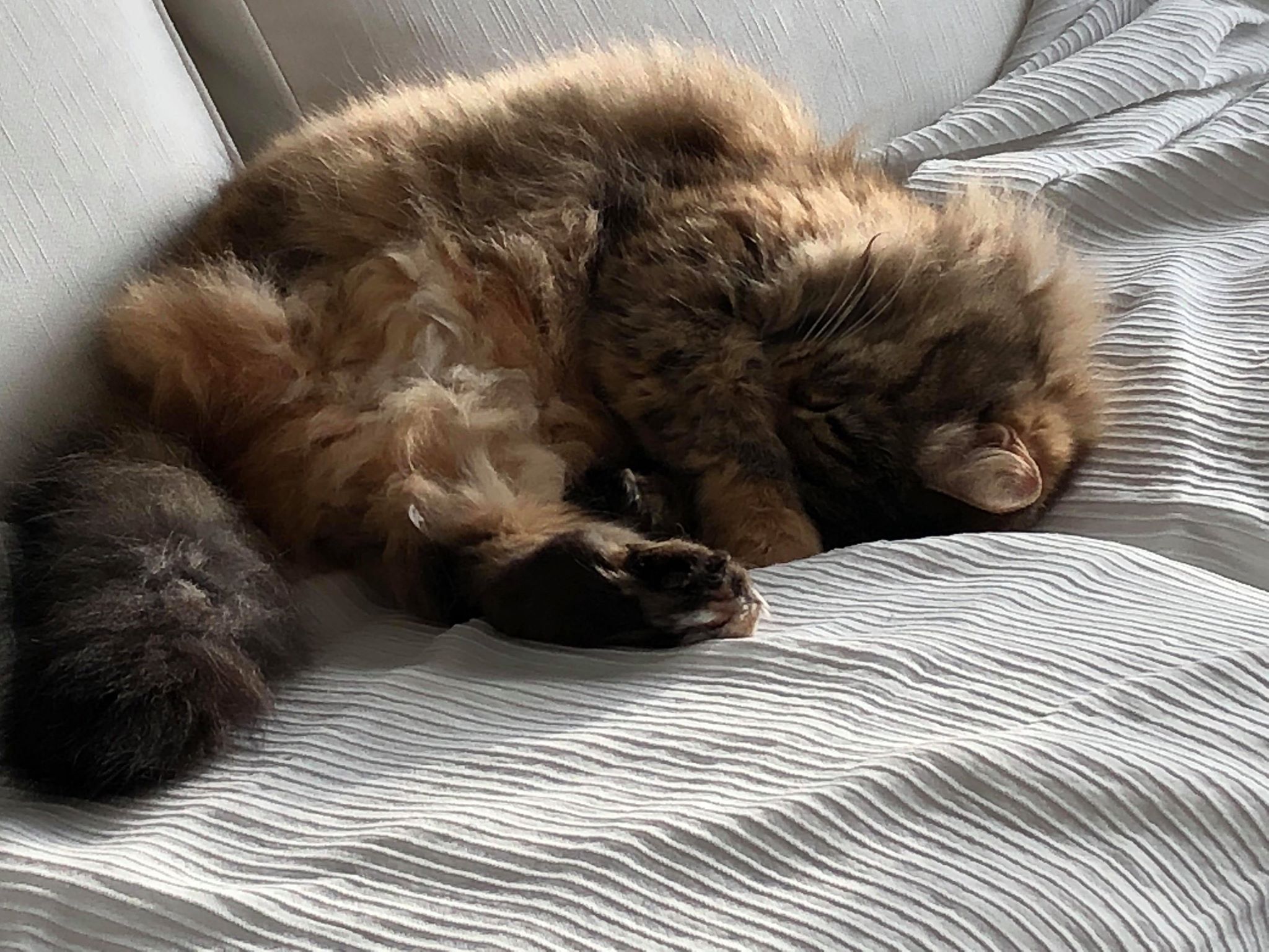 Sibirisk katt Galaxy