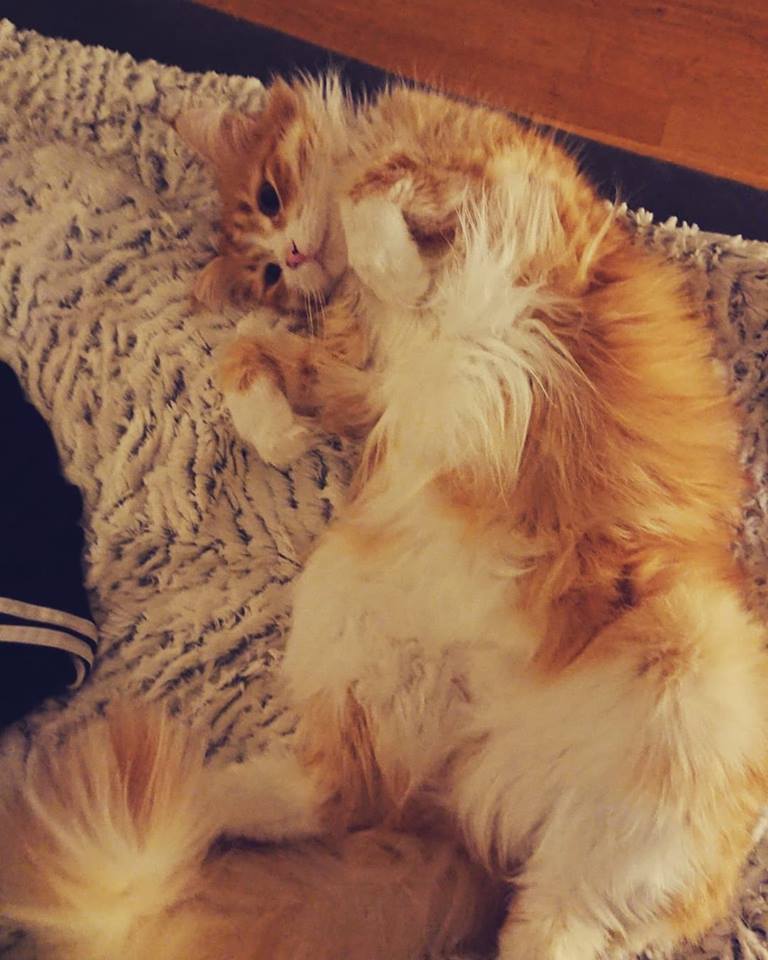 Sibirisk katt Gryphon