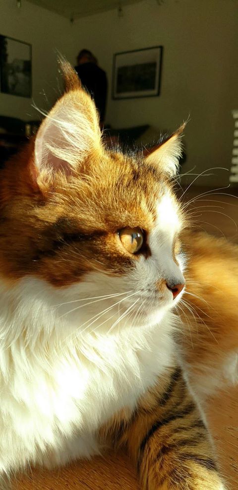 sibirisk katt Ricco