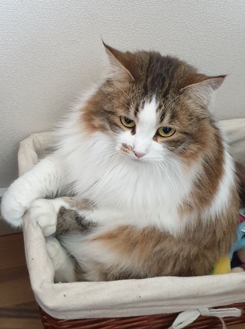 sibirisk katt Electra