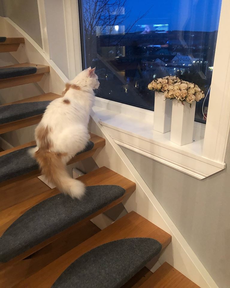 sibirisk katt Hermes
