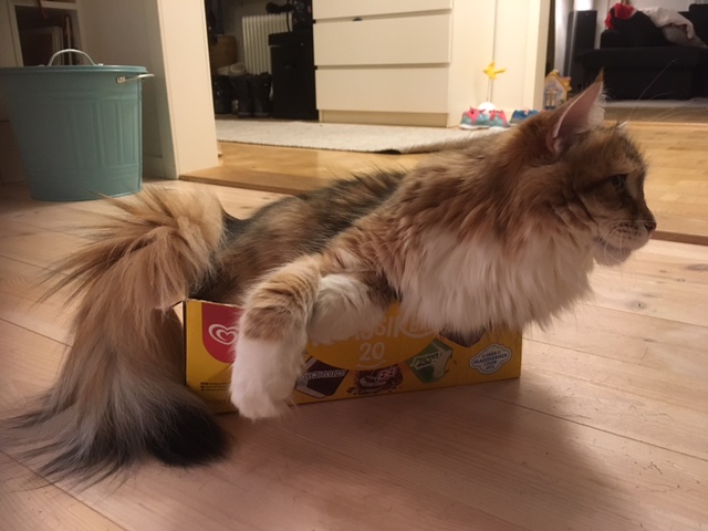 Sibirisk katt Izu