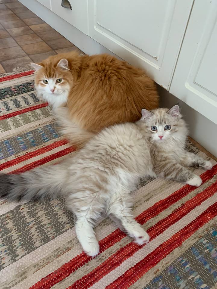 Sibiriska katt Ivan o Siri