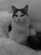 Sibirisk katt Polaris
