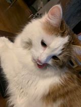 Sibirisk katt Puck