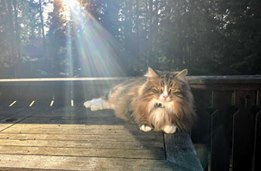 sibirisk katt Umbriel