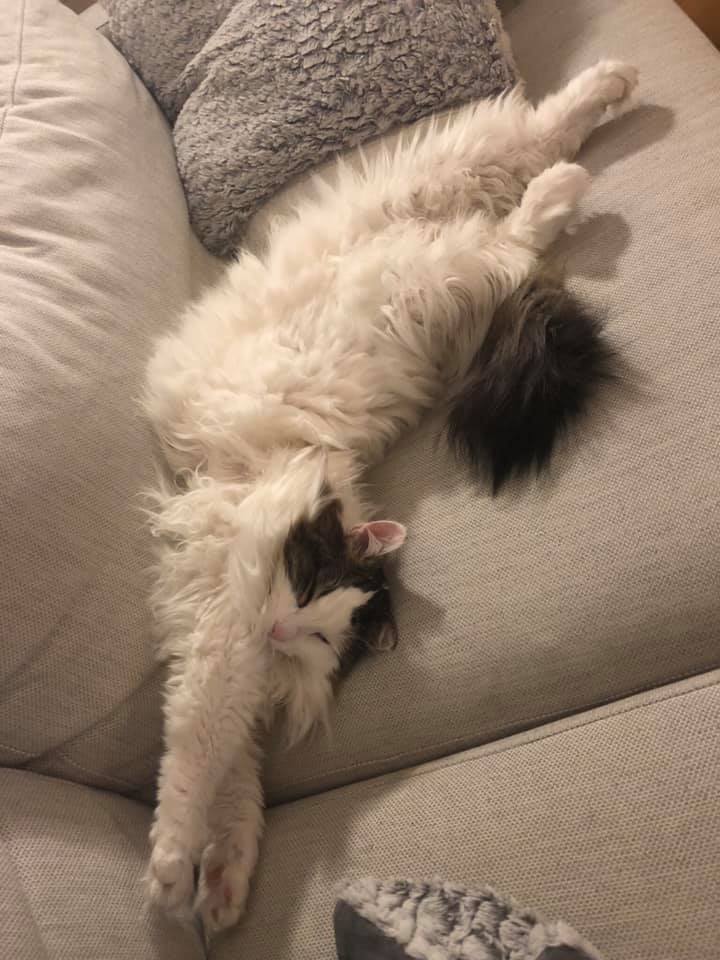 sibirisk katt Quincy