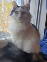 sibirisk katt Iras