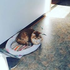 Sibirisk katt Marilyn