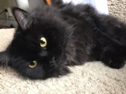 sibirisk katt Zoya