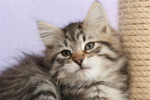 sibirisk katt Gabbie