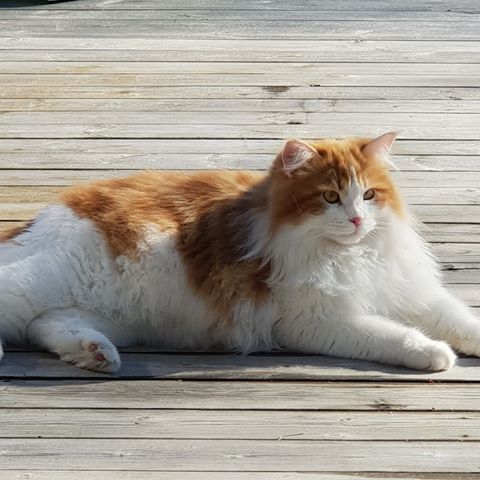 sibirisk katt Rost