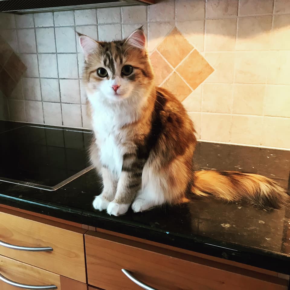 sibirisk katt Rhea