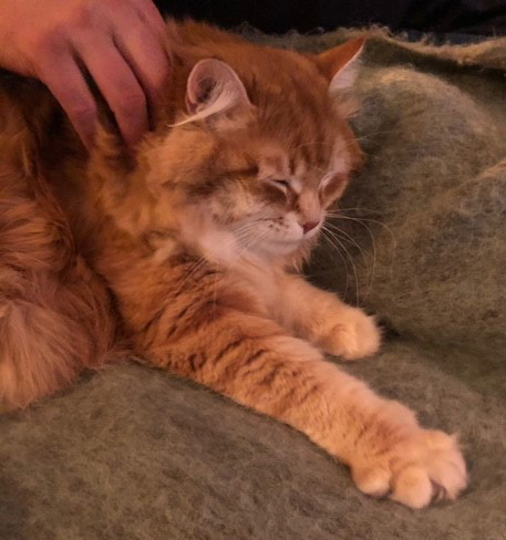 sibirisk katt Mir