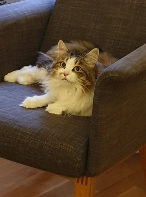 sibirisk katt Electra