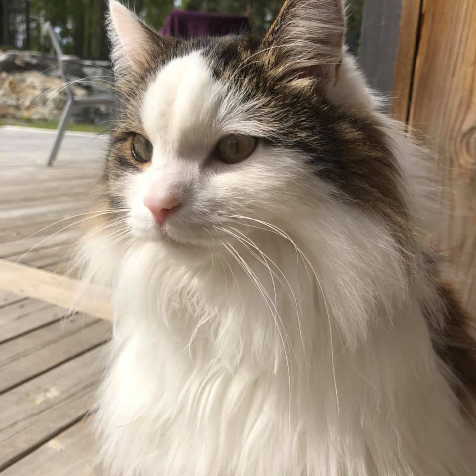 sibirisk katt Quincy