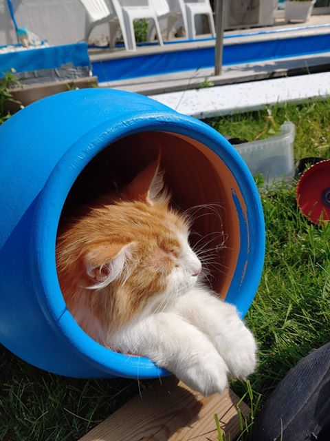 sibirisk katt Rost