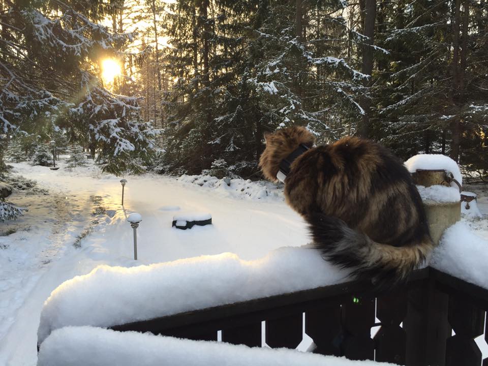 Sibirsk katt Umbriel