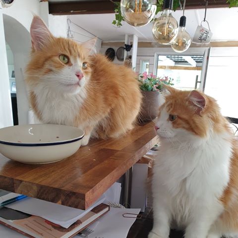sibirisk katt Neptune Rost