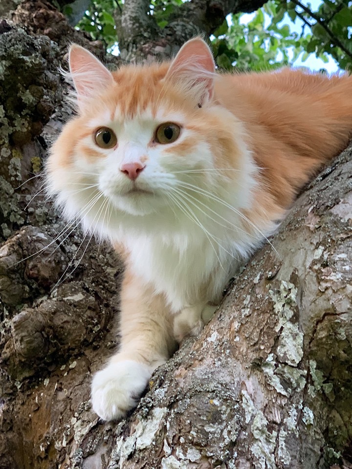 sibirisk katt Ivan