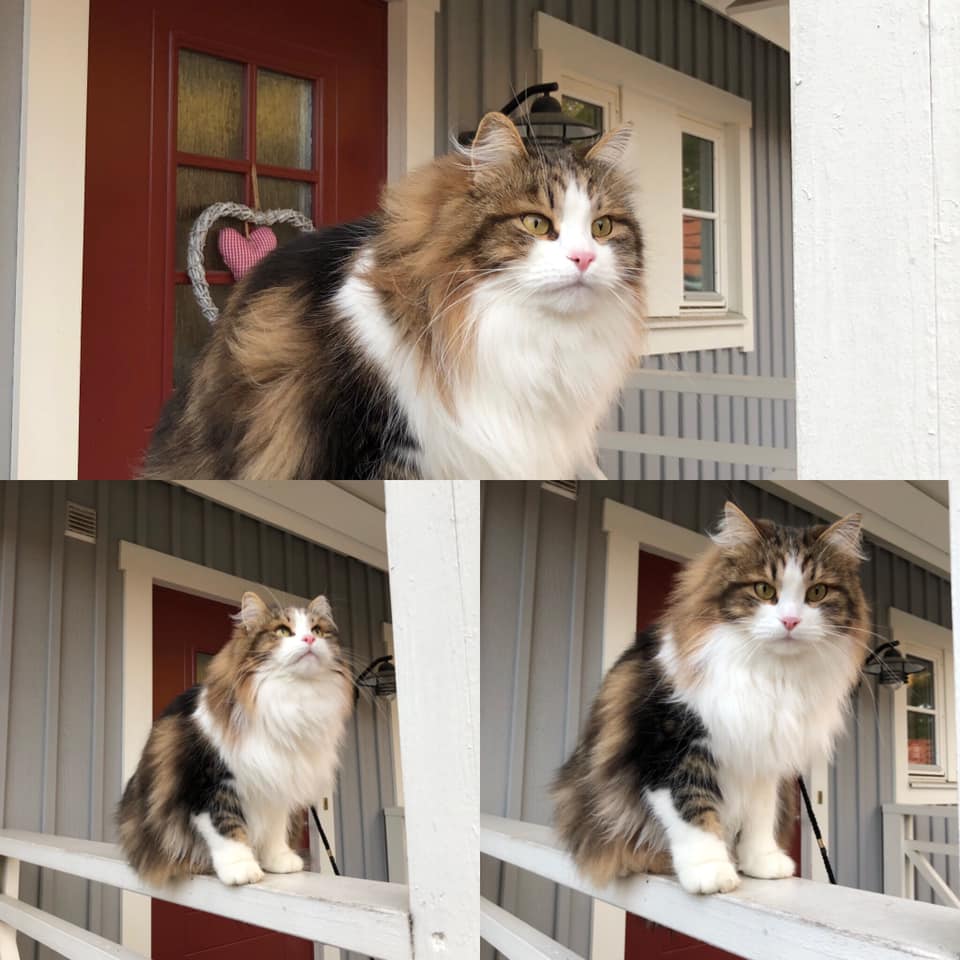 sibirisk katt Elliot