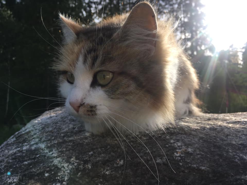 sibirisk katt Gaia