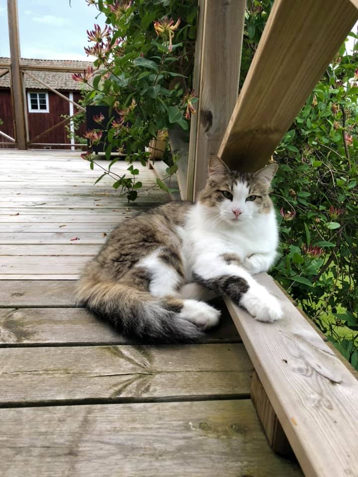 Sibirisk katt Hubble