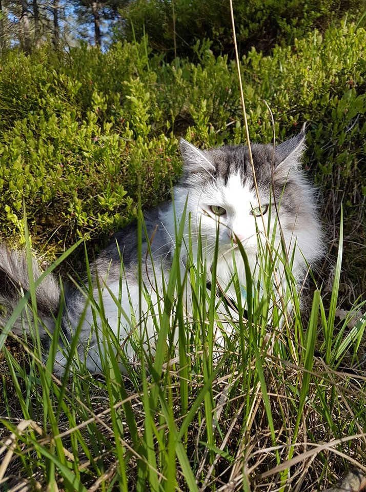 sibirisk katt Oskar
