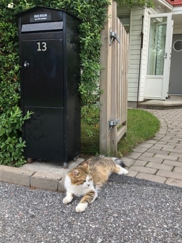 sibirisk katt Ricco