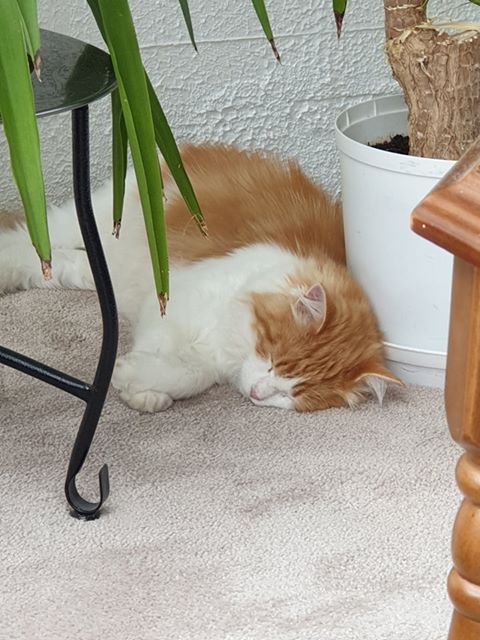 sibirisk katt Rost
