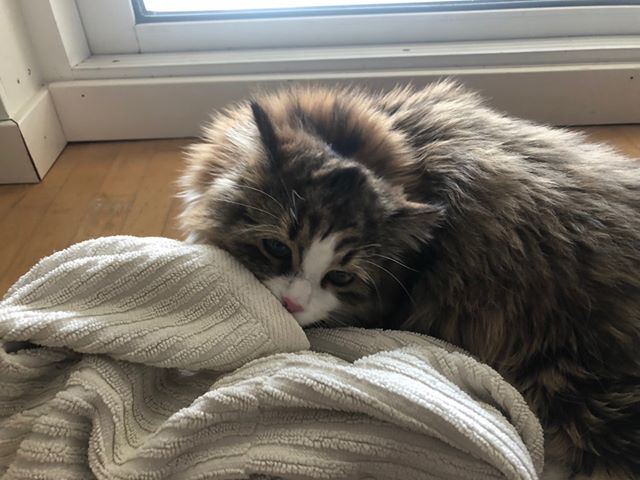 sibiriskkatt Salsa