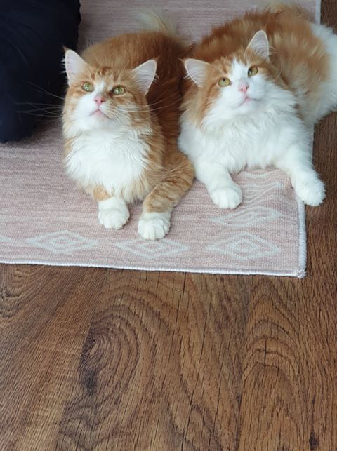 Sibirisk katt Neptune o Rost
