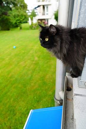 sibiriskkatt Zoya