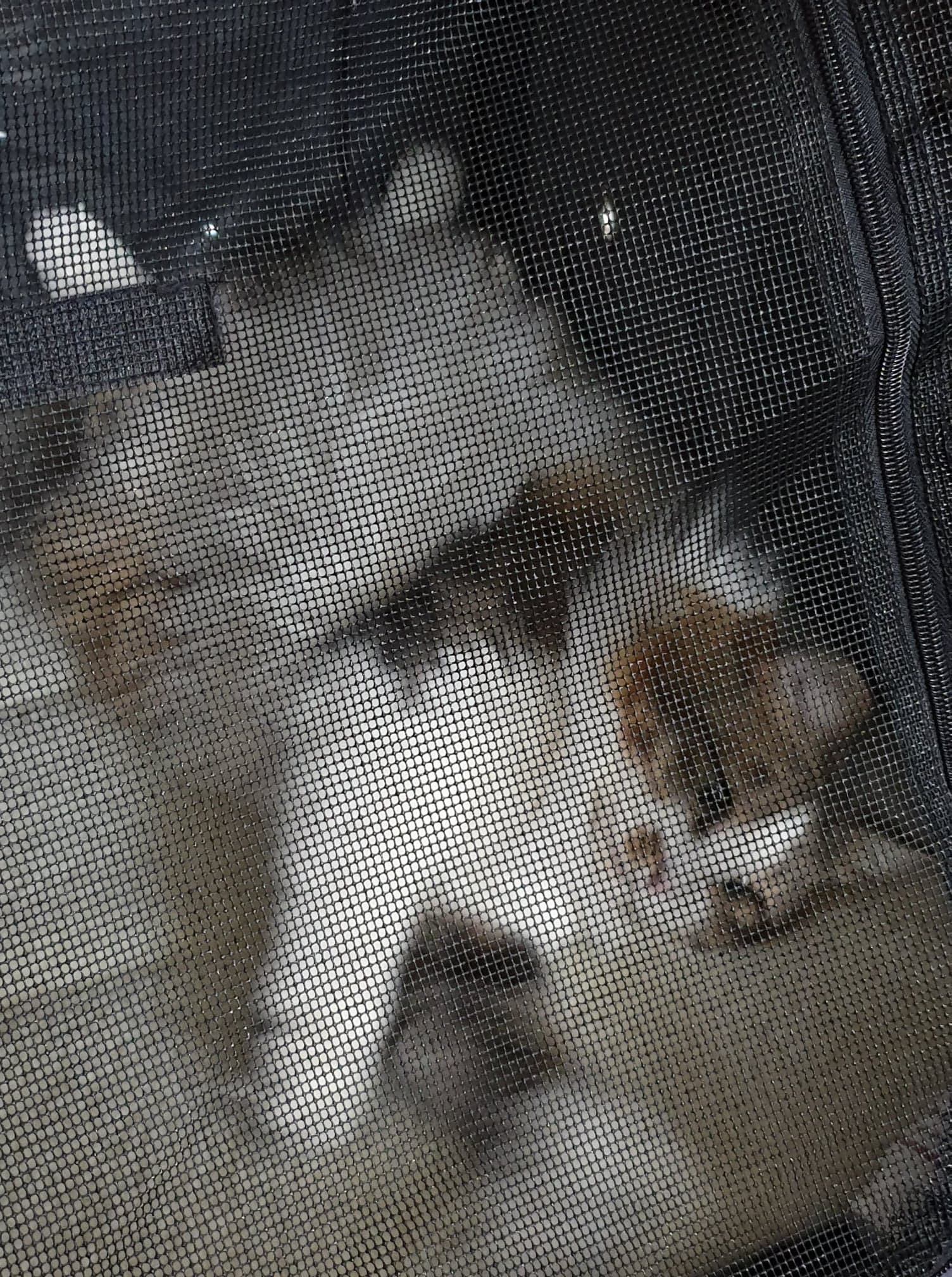 sibirisk katt Electra