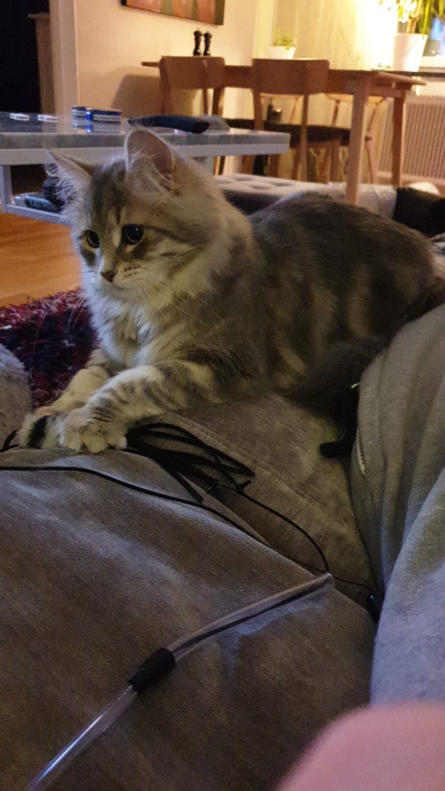 sibirisk katt Yambika