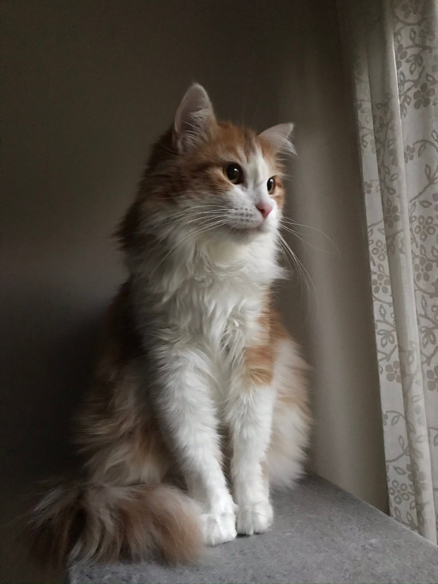 Sibirisk katt Pollux
