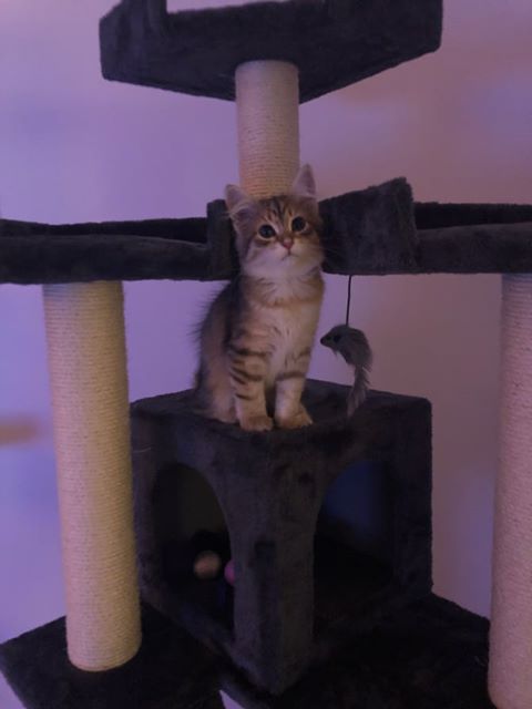 sibirisk kattunge Urslula