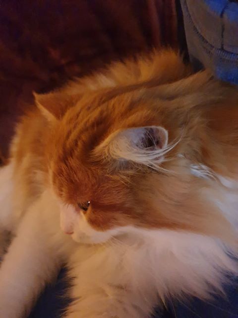 sibirisk katt Rost