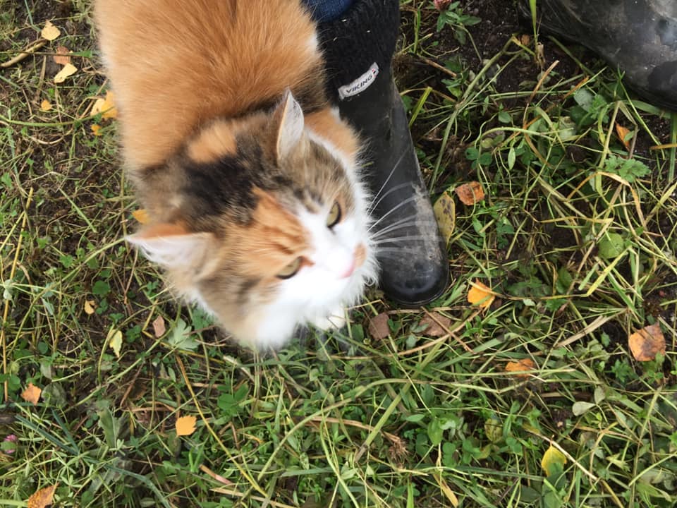 sibirisk katt Gaia