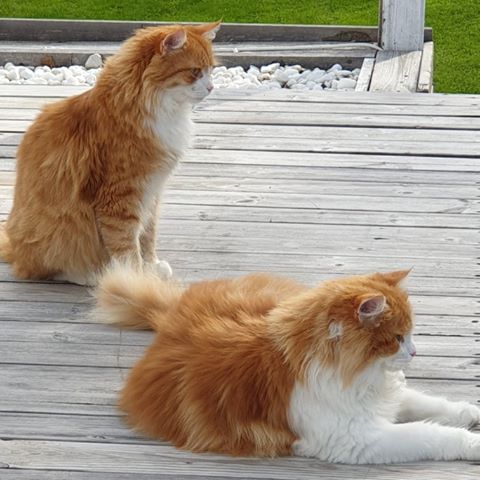 sibirisk katt Neptune och Rost
