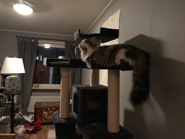 sibirisk katt Pluto