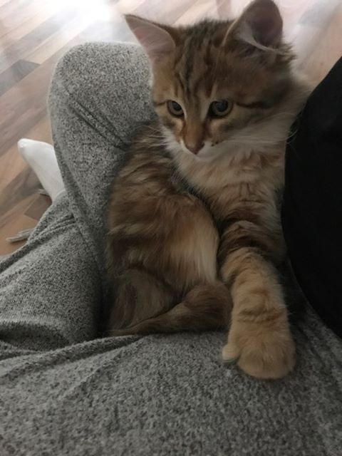 sibirisk katt Ul