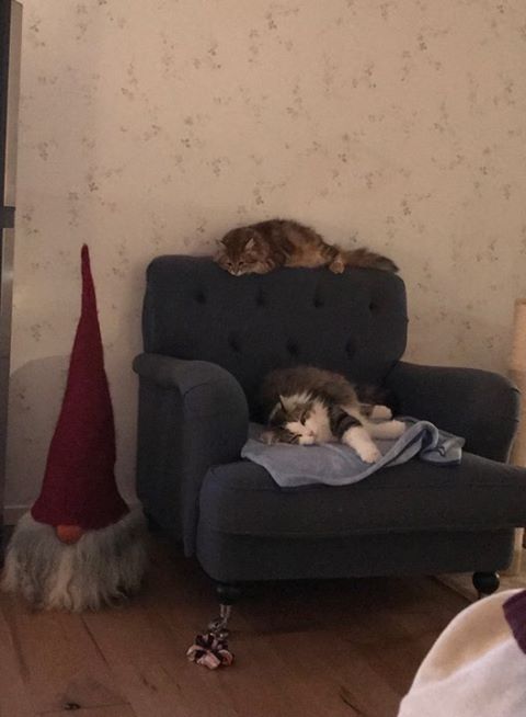 sibirisk katt Pluto o Ul